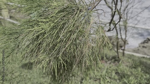 Close-up of Pine Needles or Feathery Foliage on Sunny Day