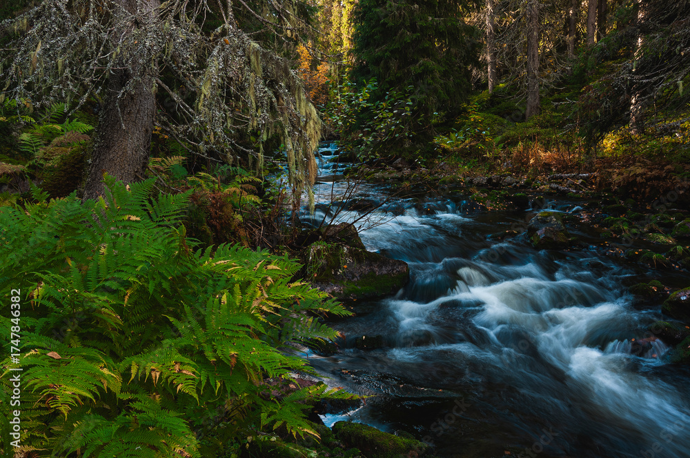Fototapeta premium Serene river winding through autumn foliage in Fulufjallet National Park, Sweden, showcases nature's beauty and peaceful flow