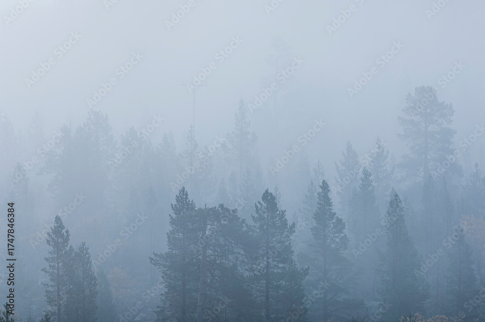 Obraz premium Misty forest in Sweden reveals a tranquil landscape shrouded in fog early in the morning