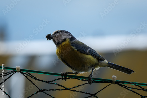 Macro close-up of a colorful bird with detailed feathers, wildlife photography showcasing nature beauty and animal portrait in sharp focus
