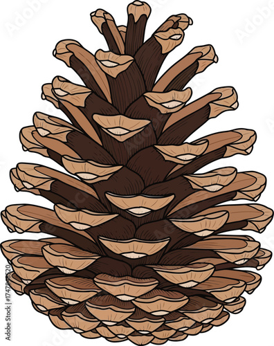 Detailed pine cone illustration brown and tan colors vector graphic for nature-themed designs