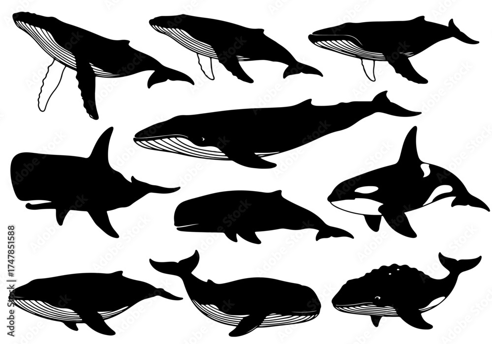 Fototapeta premium silhouettes of Whale