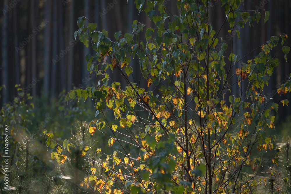 Obraz premium AUTUMN LANDSCAPES - Yellowed birch leaves in the rays of the morning sun and pine forest in background 