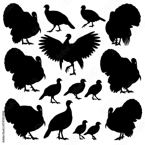 Vector silhouettes of turkey