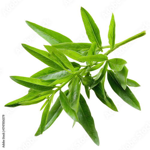 fresh cleome shoots on transparent png background