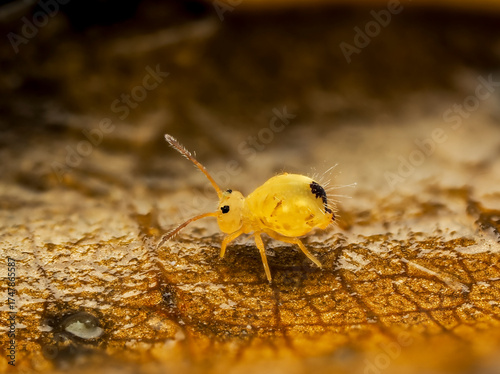 Kugelspringer,springtail,Collembola