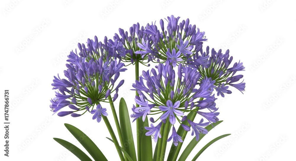 Obraz premium Isolated Agapanthus flower, light violet blossoms, floral arrangement with lily of the Nile