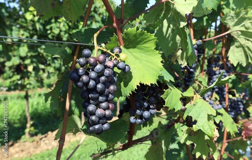 Wallpaper Mural Terrano grape, Teran in slovenian, is ripening on a vine  in the Karst plateau, among the border of Italy and Slovenia. Torontodigital.ca