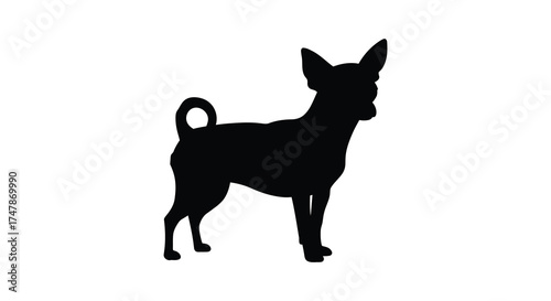 Silhouette of a chihuahua dog standing alert with ears perked ready for action and play silhouette
