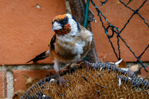 Macro close-up of a colorful bird with detailed feathers, wildlife photography showcasing nature beauty and animal portrait in sharp focus
