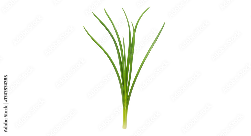 Naklejka premium Isolated clump of fresh green chives ready to use in cooking ingredient food herb flavoring