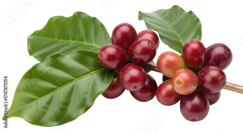 Isolated branch of fresh coffee beans, raw and ripe, on twig with green leaves, no background