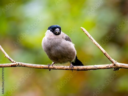 Gimpel, Dompfaff, Eurasian bullfinch