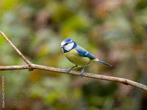 Blaumeise, Cyanistes caeruleus,