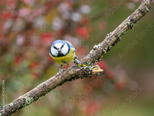 Blaumeise, Cyanistes caeruleus,