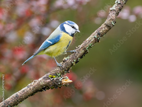 Blaumeise, Cyanistes caeruleus,