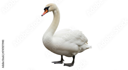 Isolated mute swan gracefully stands in profile, showcasing smooth white plumage and orange beak
