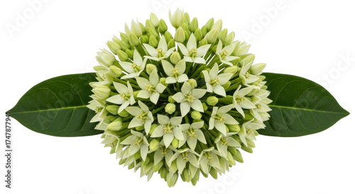 Isolated ball of green and white flowers with two leaves, no background for graphic use