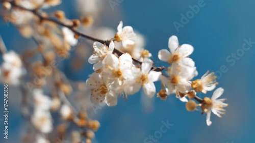 Spring blossoms branch