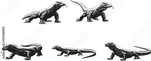 Five black and white komodo dragons reptile lizard