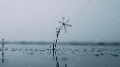 Single white flower in water