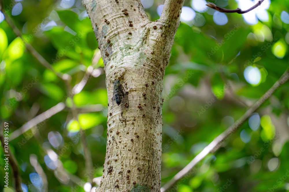 Obraz premium 奄美大島の亜熱帯雨林、オオシマゼミ