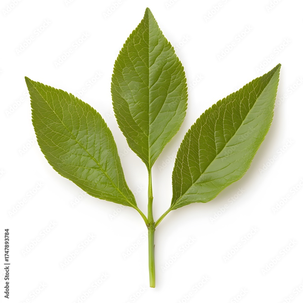 Fototapeta premium Vibrant Green Leaves Sprig Nature Botany