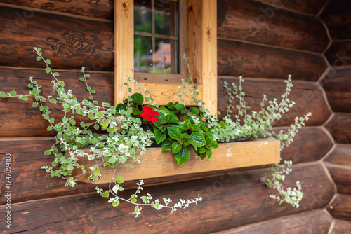 Photography A wooden cabin wall with a window box filled with green plants and a red flower