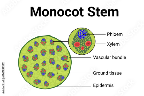 Diagram of monocot stem cross section structure for education