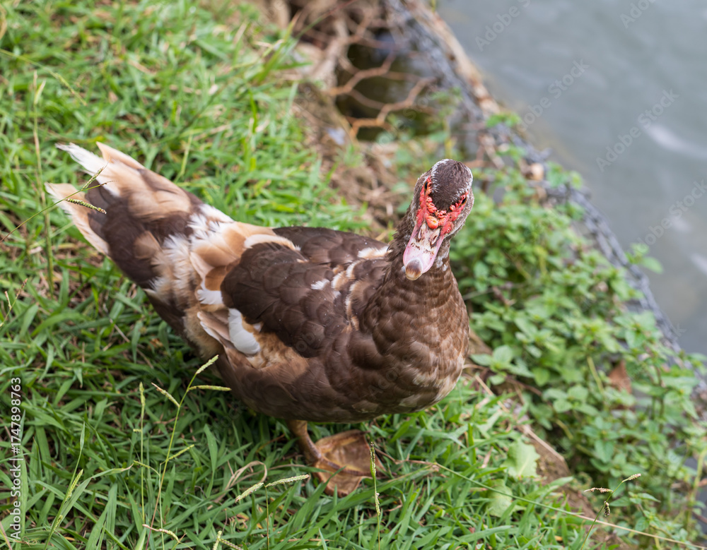Fototapeta premium A duck is standing on the grass near a body of water