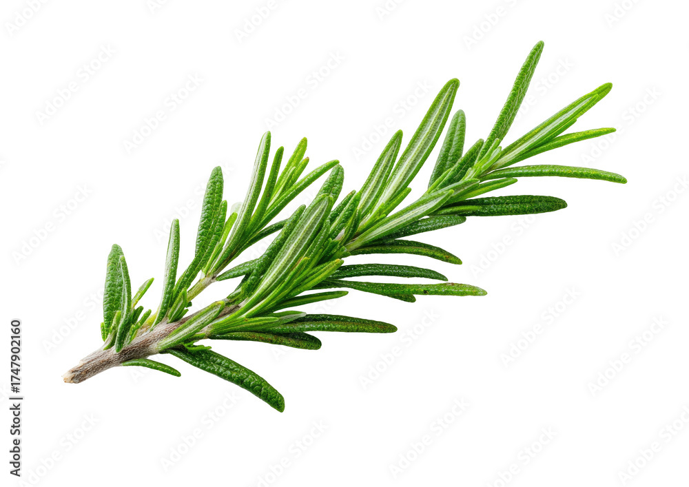 Fototapeta premium Green rosemary sprig with needle leaves