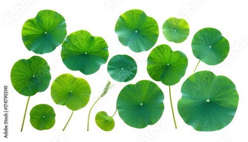 Group of vibrant, rounded green lily pads on a stark black background
