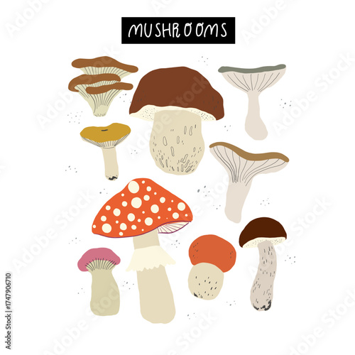 Hand drawn collection of autumn forest mushrooms isolated on white background. Set of fall botanical fungi elements. Vector clipart.