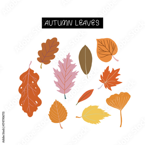 Set of different hand drawn fallen autumn leaves. Botanical garden vector clipart. Collection of linden, oak, maple, ginkgo, hornbeam and crisp colorful leaf from other forest trees.