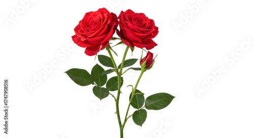 Isolated red rose flower arrangement featuring two blooms and a bud, studio shot, plant design