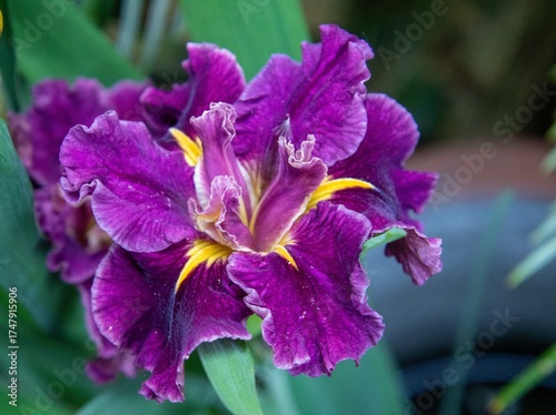 A bold colorful Louisiana iris isolated against a green background