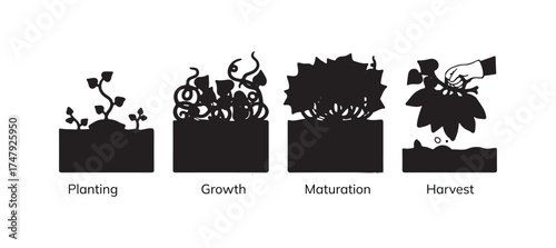The sweet potato.
Growing cycle.
Harvest progression.
Vector illustration.
Editable outline stroke