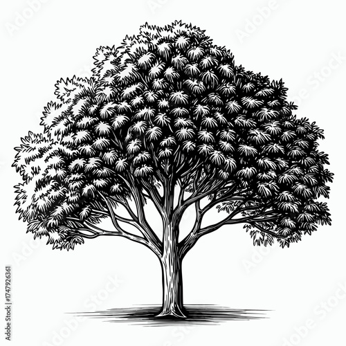 Illustration of a sprawling chestnut tree with a full canopy