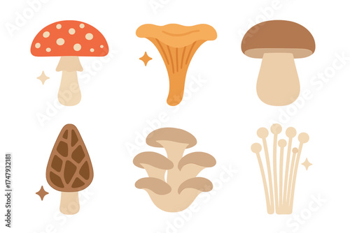 Stylized collection of six fungi varieties: toadstool, chanterelle, porcini, morel, oyster, and enoki mushrooms