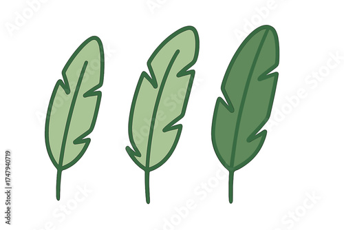Three stylized tropical banana leaves in different shades of green isolated on white