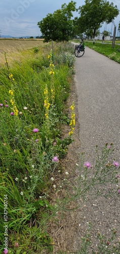 Biodiversität am Wegrand