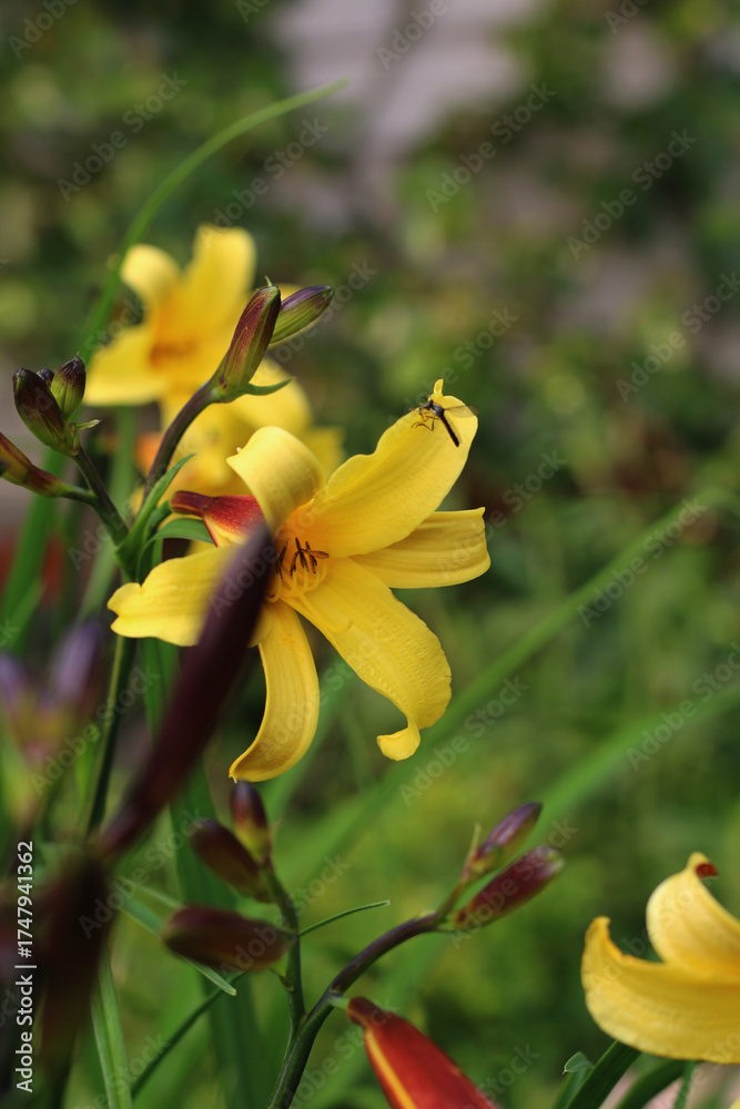 Fototapeta premium beautiful yellow daylily in the garden
