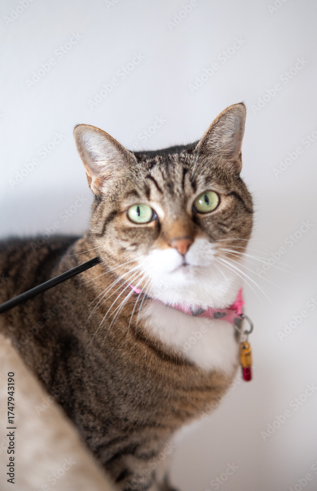 Obraz premium Beautiful specimen of European breed female cat