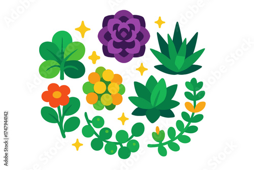 Colorful decorative succulent plants and leafy botanical foliage arranged in a circular pattern