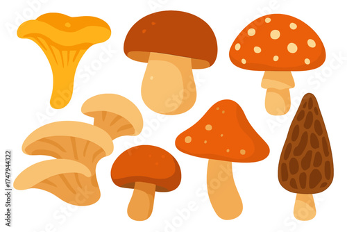 Set of various edible and poisonous wild mushrooms isolated on white background
