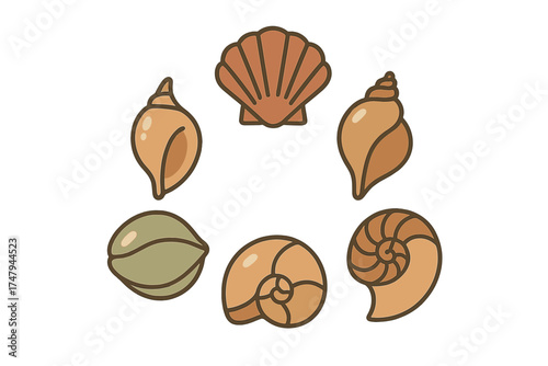 Symmetrical circular arrangement of various marine seashells on a clean white background