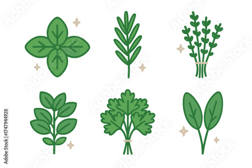 Fresh green culinary herbs and spices collection for cooking and seasoning