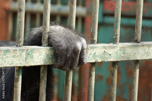 Canvas Print Close-up of a primate’s hand gripping rusty metal bars inside a cage, symbolizing captivity, loneliness, and loss of freedom