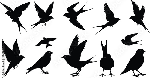 Flying and Perching Swallow Bird Black Silhouette Vector Set, Barn Swallows and Martins Collection for Nature, Aviation, or Freedom Design Elements.