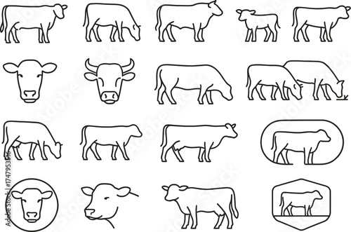 Black Angus Line Drawing Vector Illustration Set on White Background